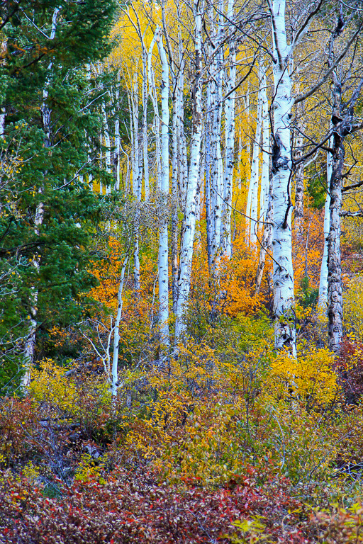 Aspen and fall colors - Crystal Mill 4WD Road, Colorado