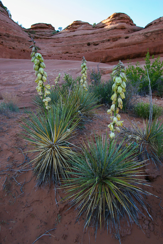 Delicate Arch May 2006