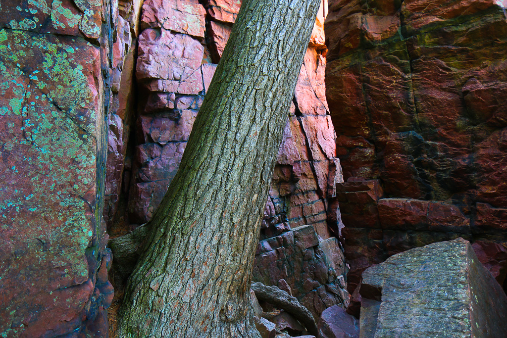 Fissure and tree - Devil's Lake State Park, Wisconsin