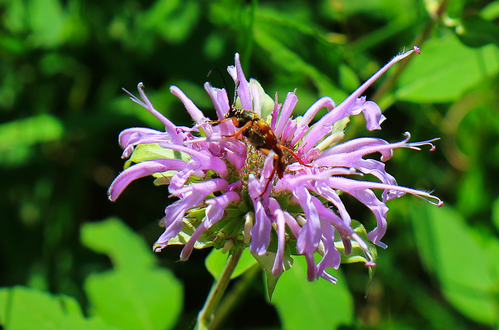 Bee balm - Devil's Lake State Park, Wisconsin