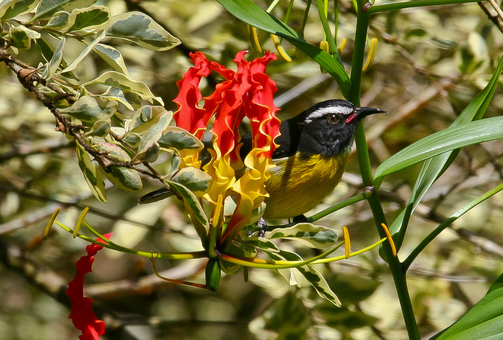 Bananaquit perched on Glory Lily - Diamond Botanical Gardens, St Lucia