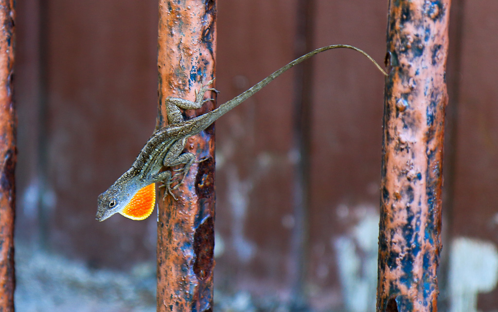 Lizard showing his dew flap - Dry Tortugas National Park