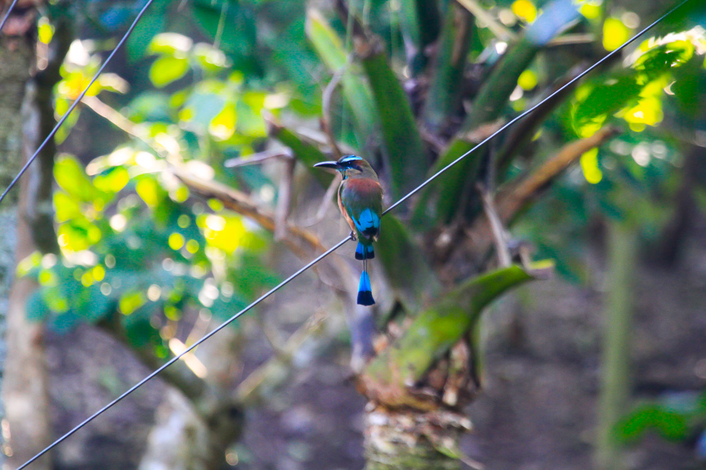 Turquoise-browed Motmot - Ek Balam