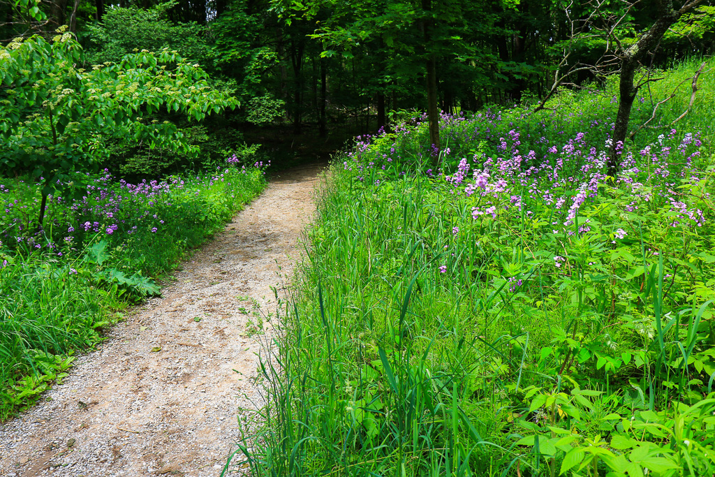 Wildflowers - Empire Bluffs Trail