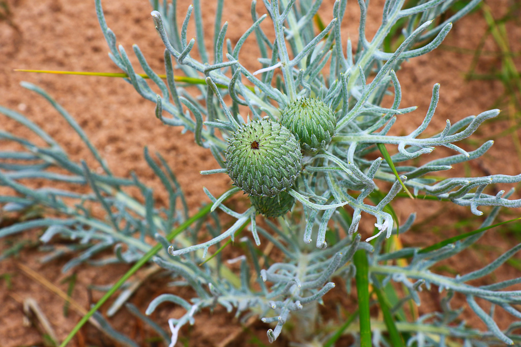 Pitcher's Thistle - Empire Bluffs Trail