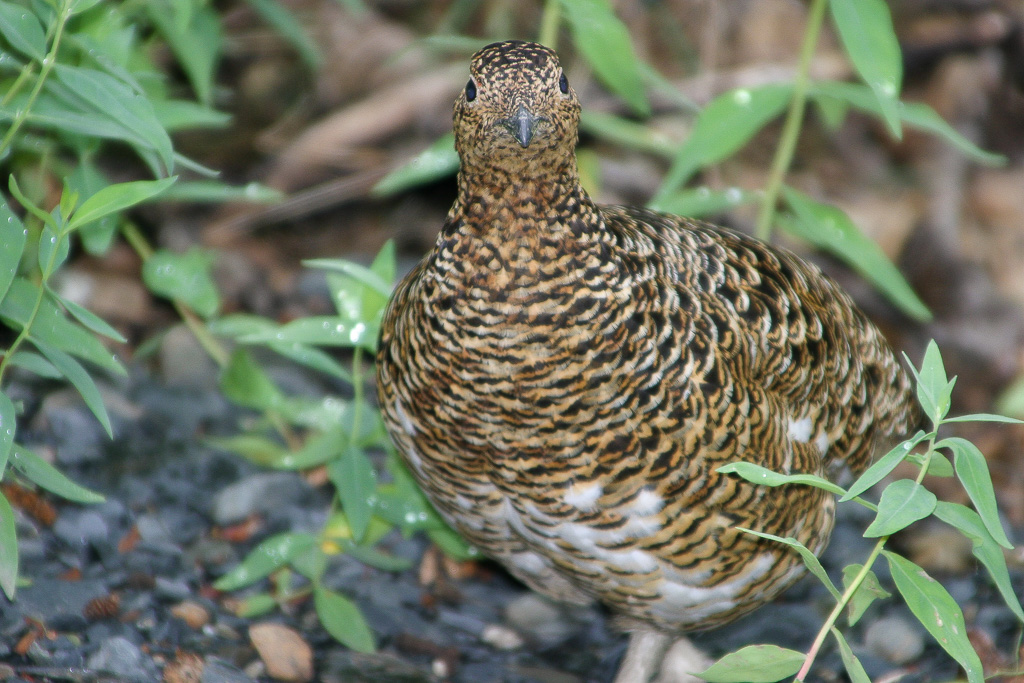 Ptarmigan - Harding Icefield