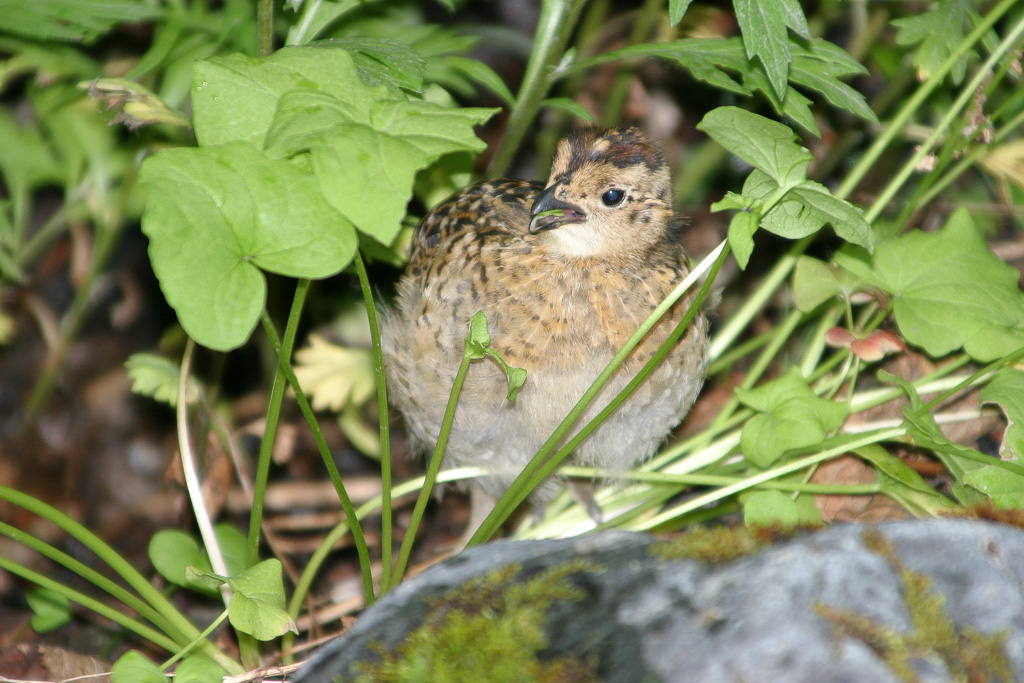 Ptarmigan - Harding Icefield