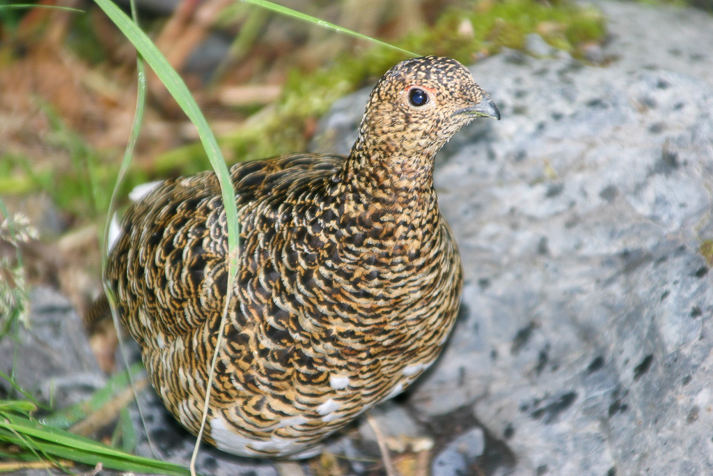 Ptarmigan - Harding Icefield