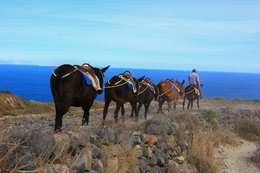 Mules and caldera - Fira to Oia