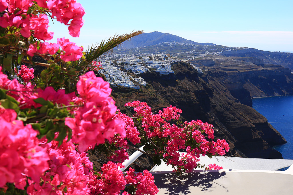 Bouganvilla in bloom - Fira to Oia Hike