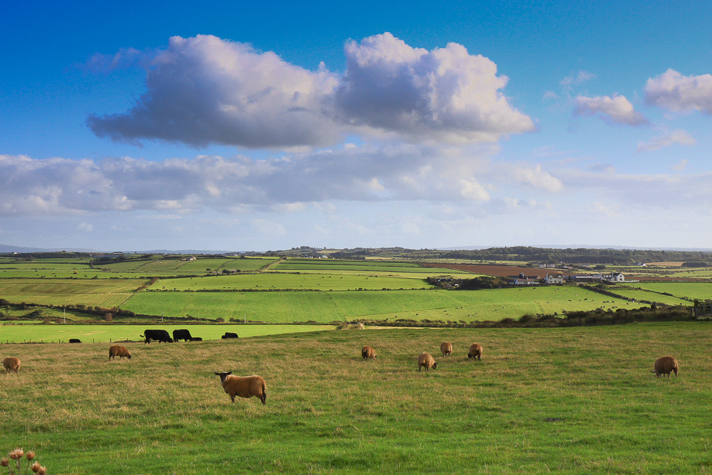 Sheep grazing along the Cliff Top Path - Giant's Causeway