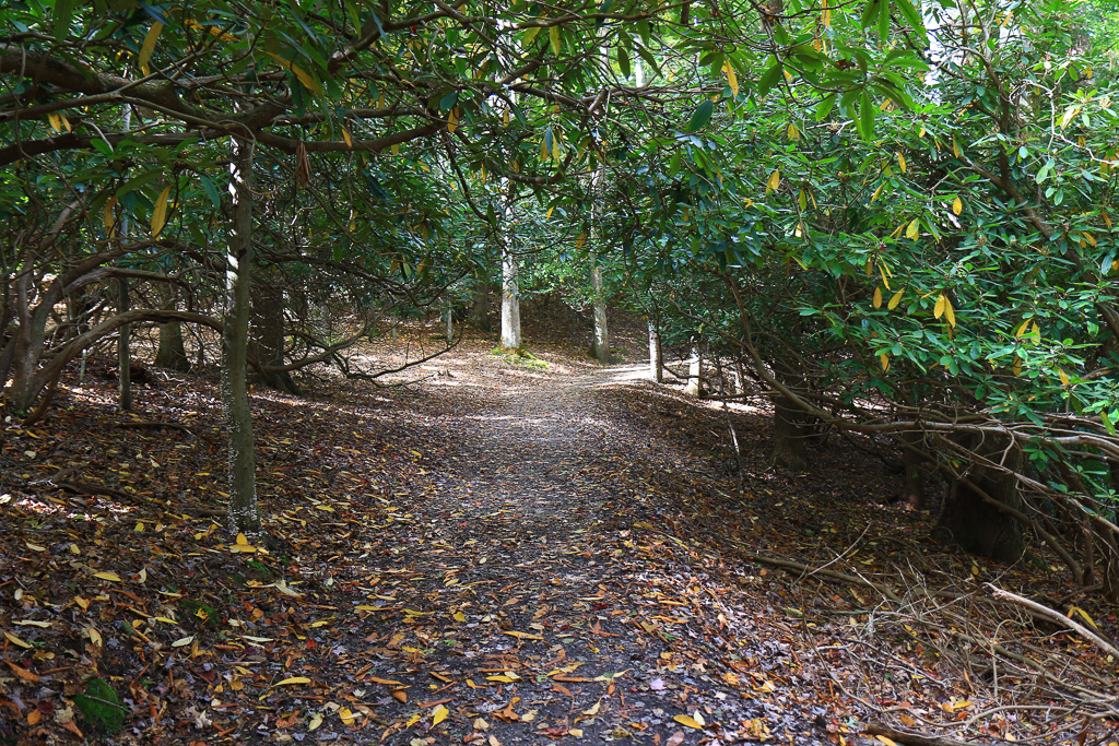 Wide path - Grandview Rim Trail