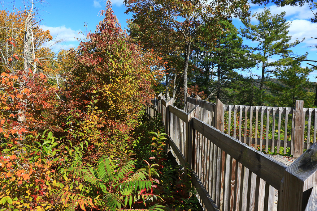 Fall color - Grandview Rim Trail