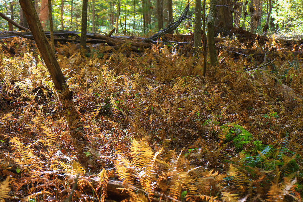 Fern carpet - Grandview Rim Trail