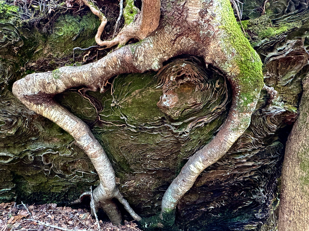 Frog Legs? Whimsical roots and patterns on a boulder along the Rough Trail #221 - Gray's Arch Loop