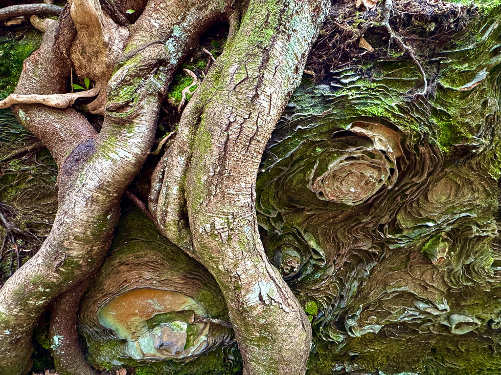 Whimsical roots and patterns on a boulder along the Rough Trail #221 - Gray's Arch Loop