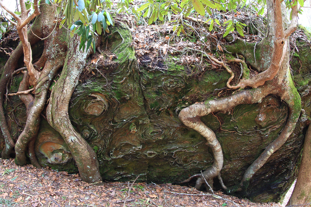 Whimsical roots and patterns on a boulder along the Rough Trail #221 - Gray's Arch Loop