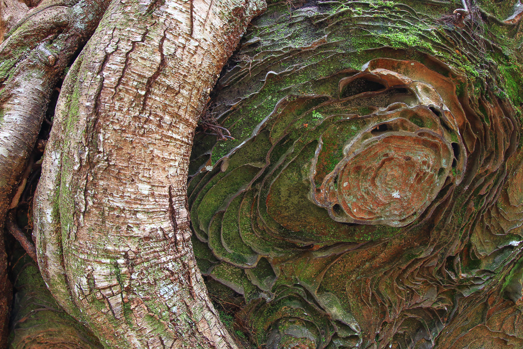 Whimsical roots and patterns on a boulder along the Rough Trail #221 - Gray's Arch Loop
