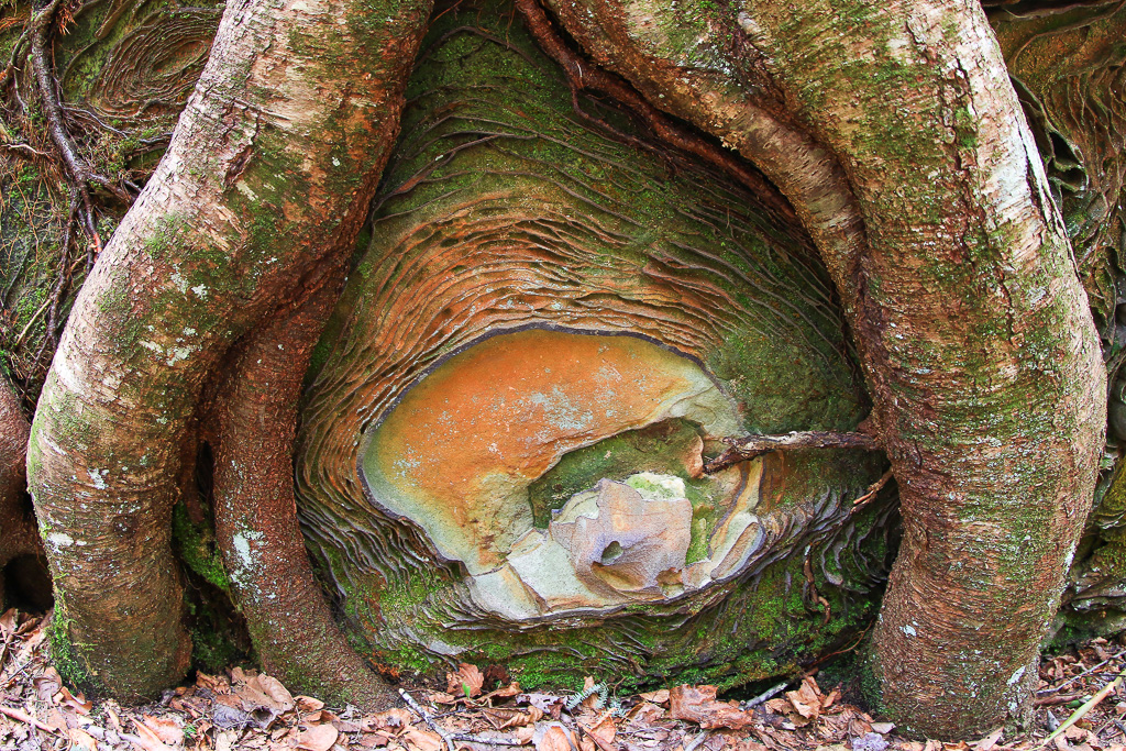 Whimsical roots and patterns on a boulder along the Rough Trail #221 - Gray's Arch Loop