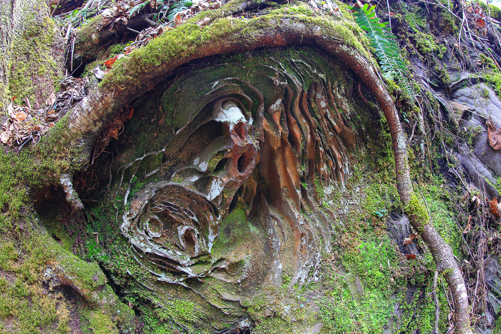Whimsical roots and patterns on a boulder along the Rough Trail #221 - Gray's Arch Loop
