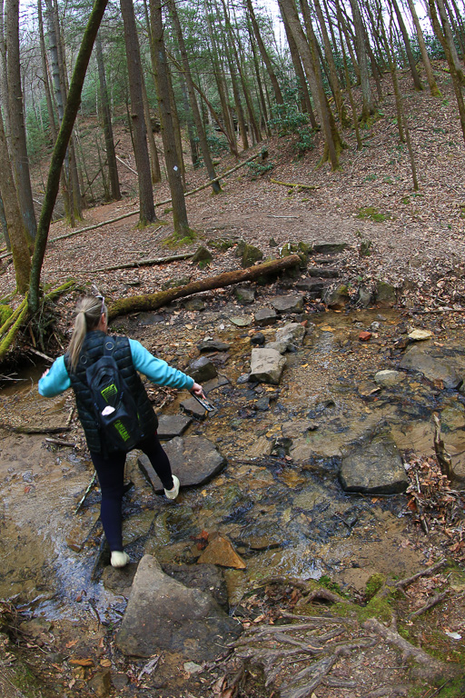Sook crossing King Branch on the Rough Trail #221 - Gray's Arch Loop