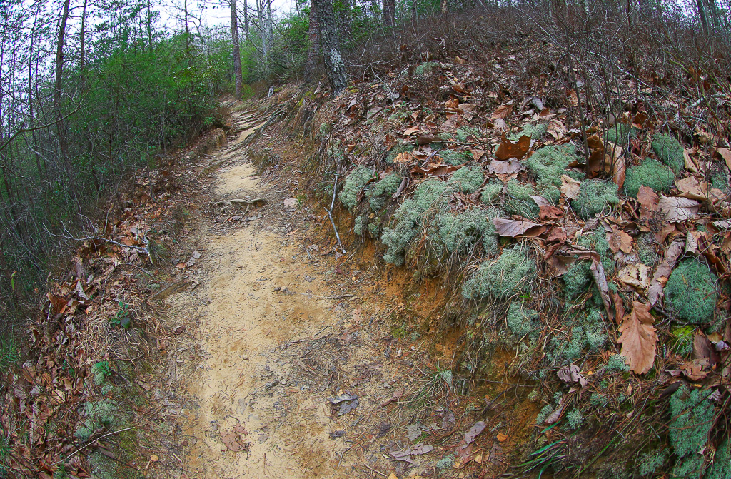 Reindeer lichen Ridge Trail #227 - Gray's Arch Loop