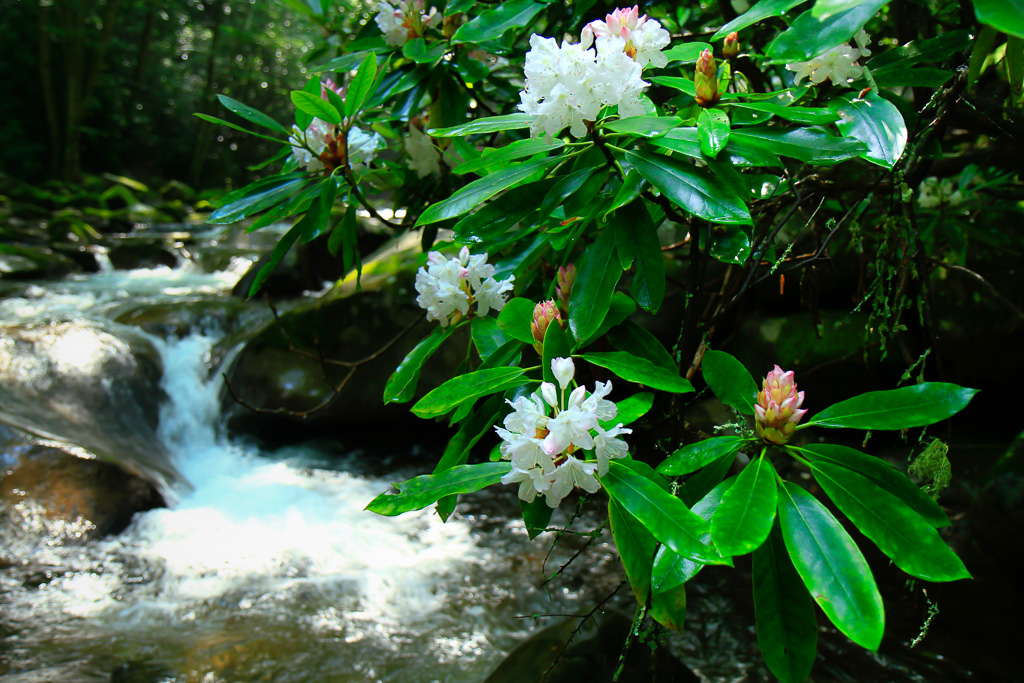Spring rhodie blooms - Great Smoky Mountains