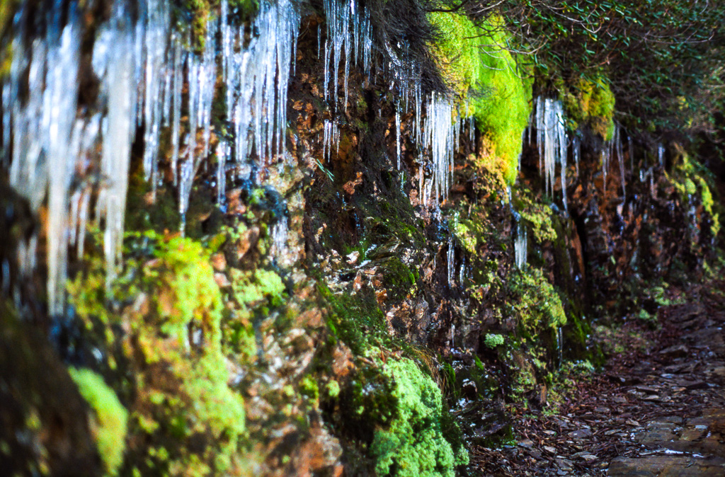 Winter icicles - Great Smoky Mountains