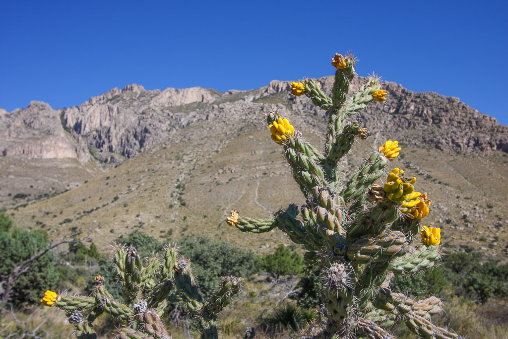 Cholla Cactus - Guadalupe Peak