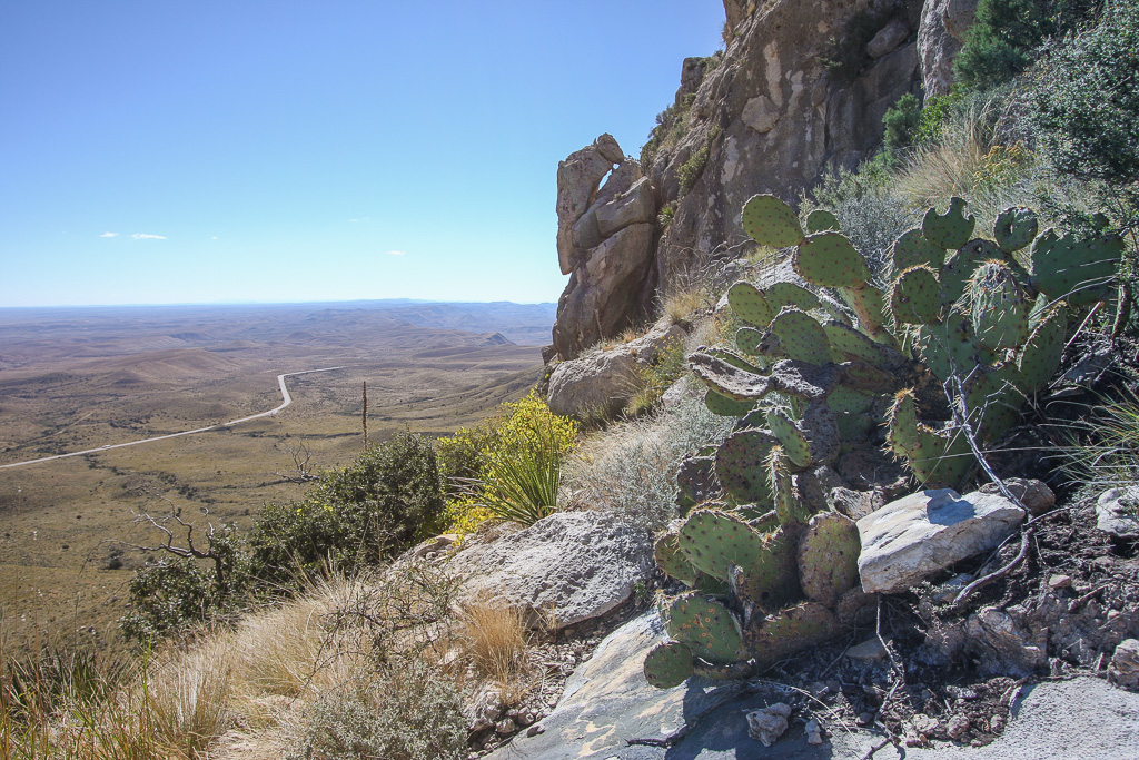 Prickly pear and valley - Guadalupe Peak