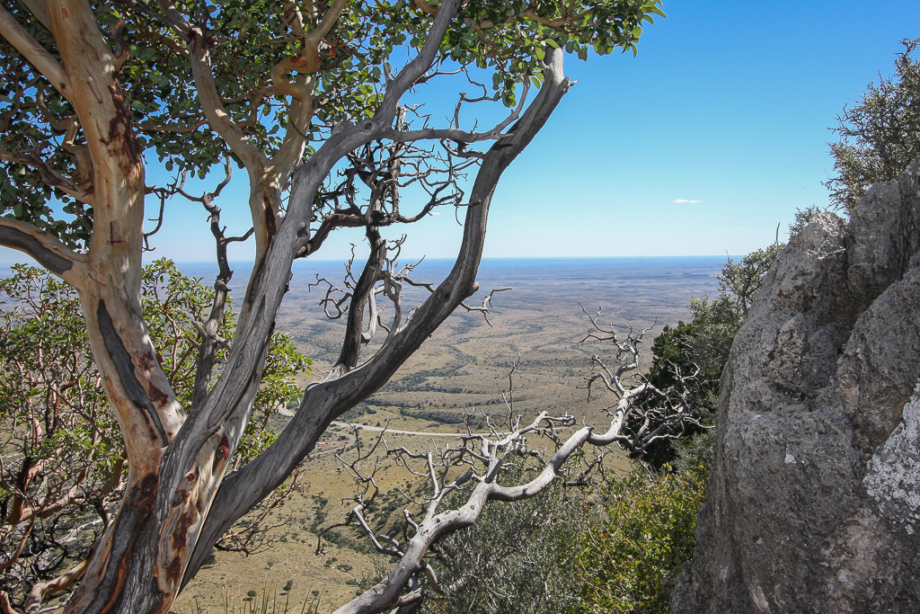 Valley through the trees - Guadalupe Peak