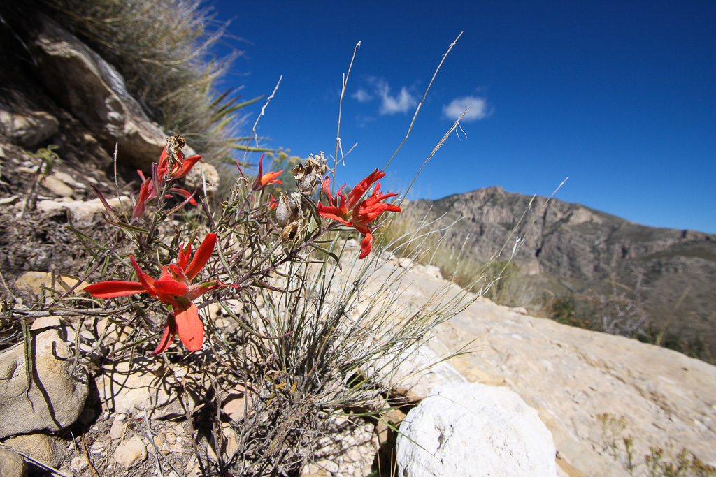 Indian paintbrush - Guadalupe Peak