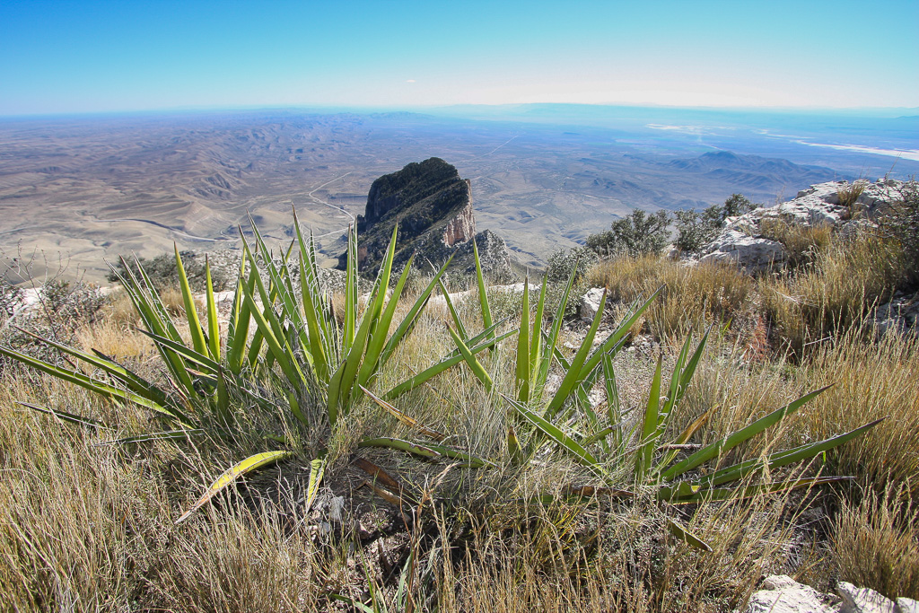 Yucca and El Capitan - Guadalupe Peak