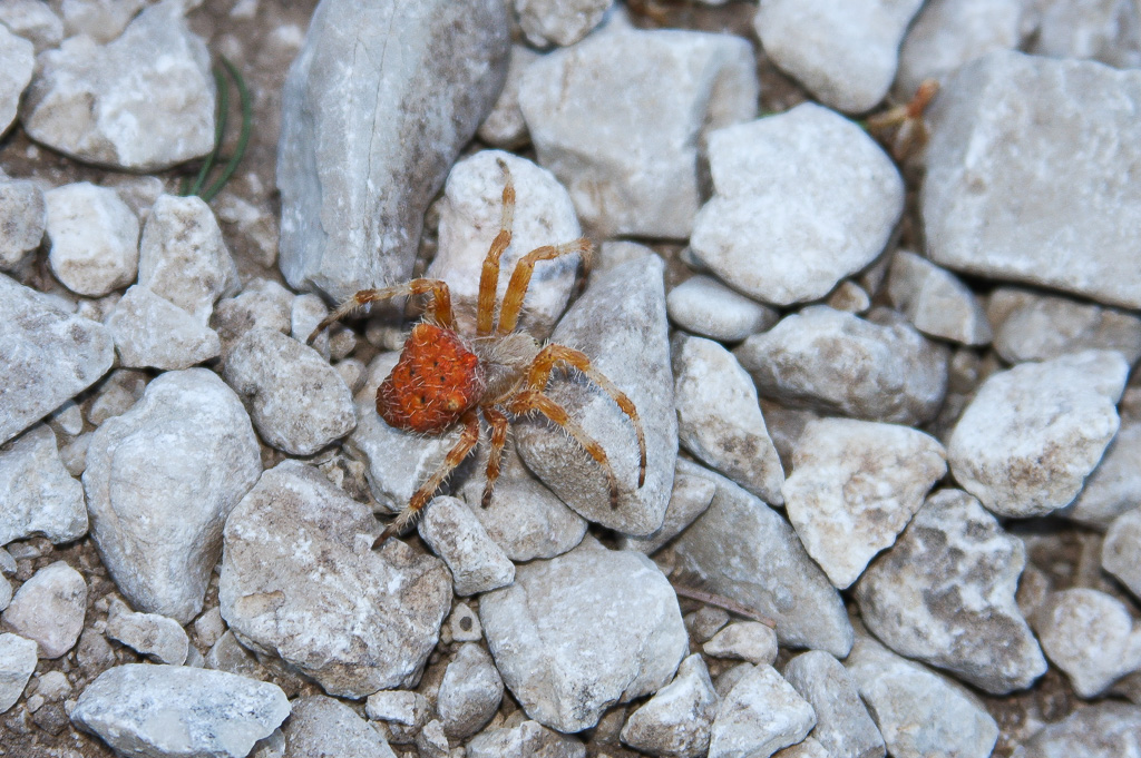 Unknown orb weaver, jeweled? - Texas
