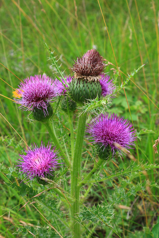 Thistle - Harney Peak