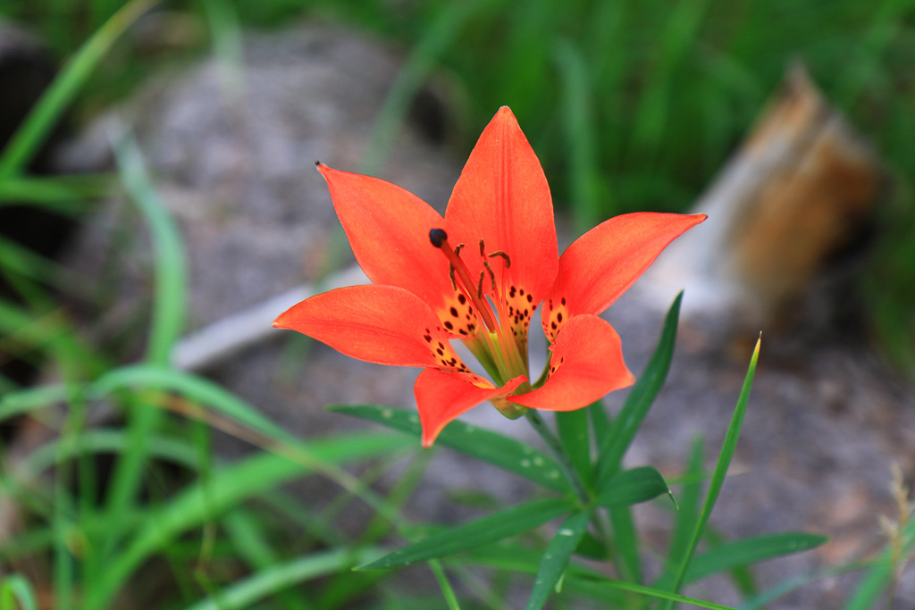 Wood lily - Harney Peak