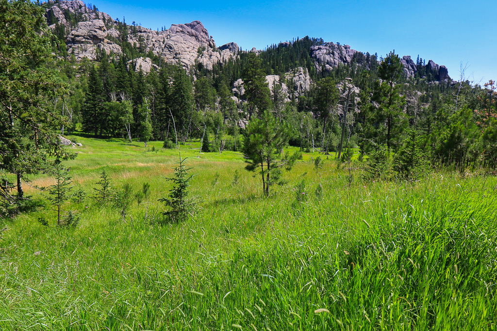 Lush meadow - Harney Peak