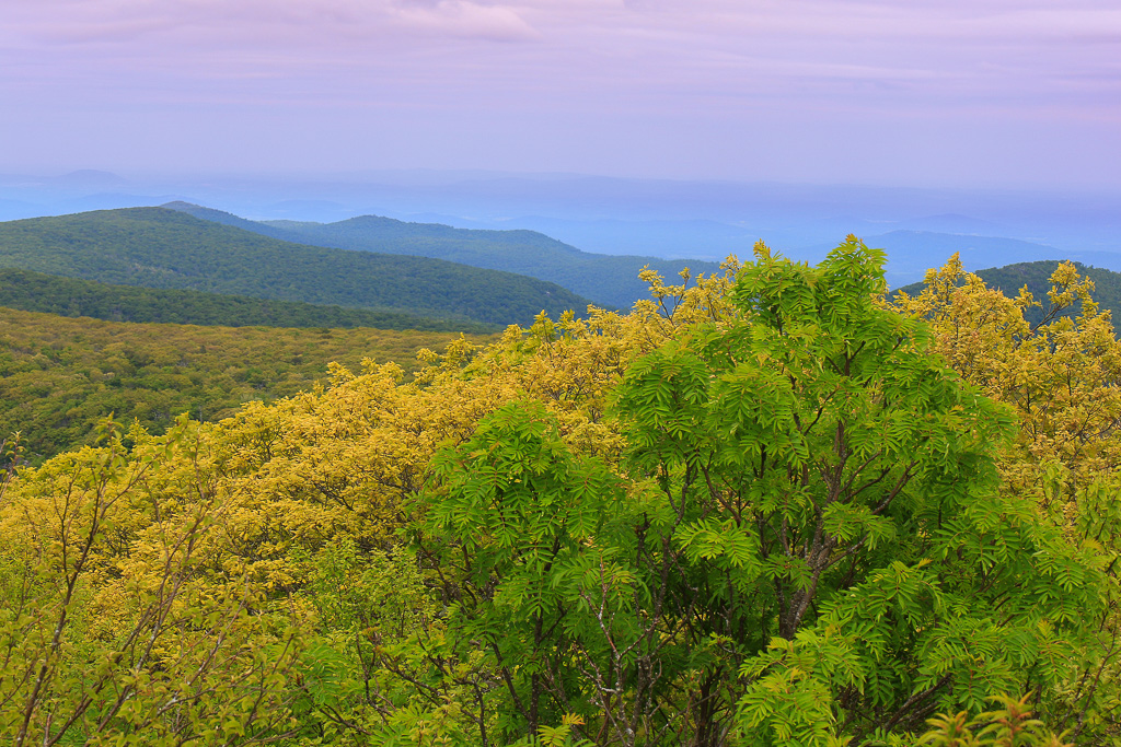 Spring in the Shenandoah Valley - Upper Hawksbill Trail