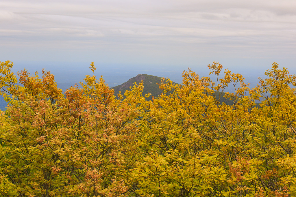 Colorful Black Oak - Upper Hawksbill Trail