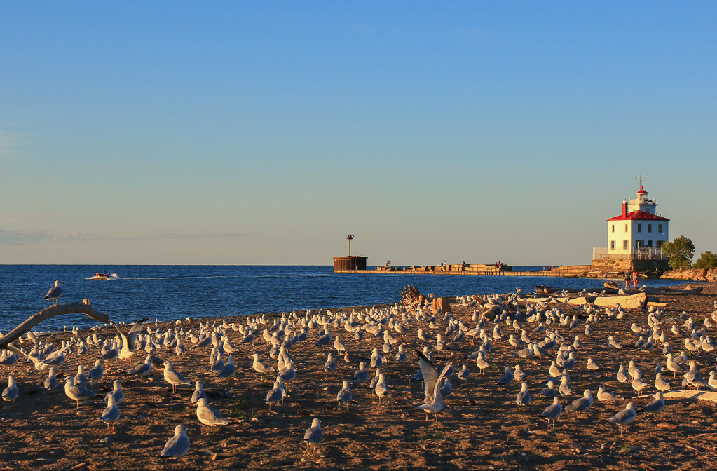 Seagulls and Fairport Harbor Lighthouse - Headlands Dunes