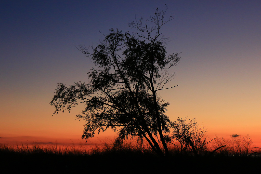 Tree silohuette at sunset - Headlands Dunes