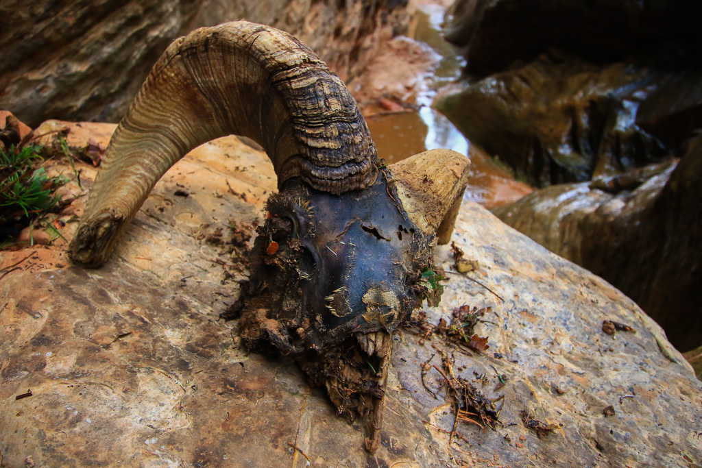 Bighorn skull - Hidden Canyon Trail