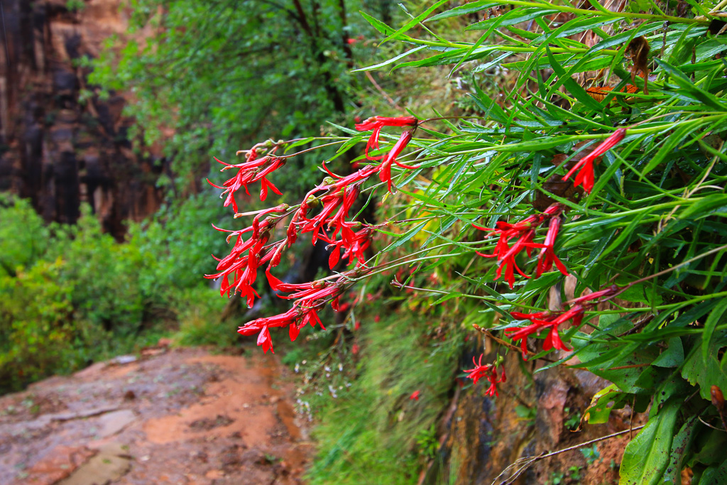 Penstemmons - Hidden Canyon Trail