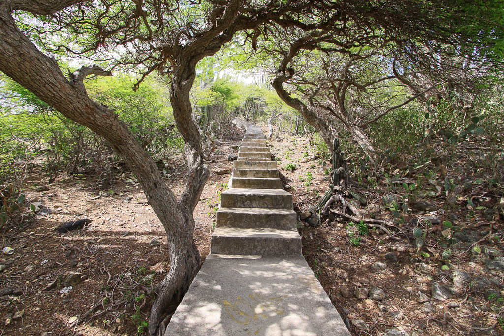 Yellow poui and divi-divi provide shade - Hooiberg