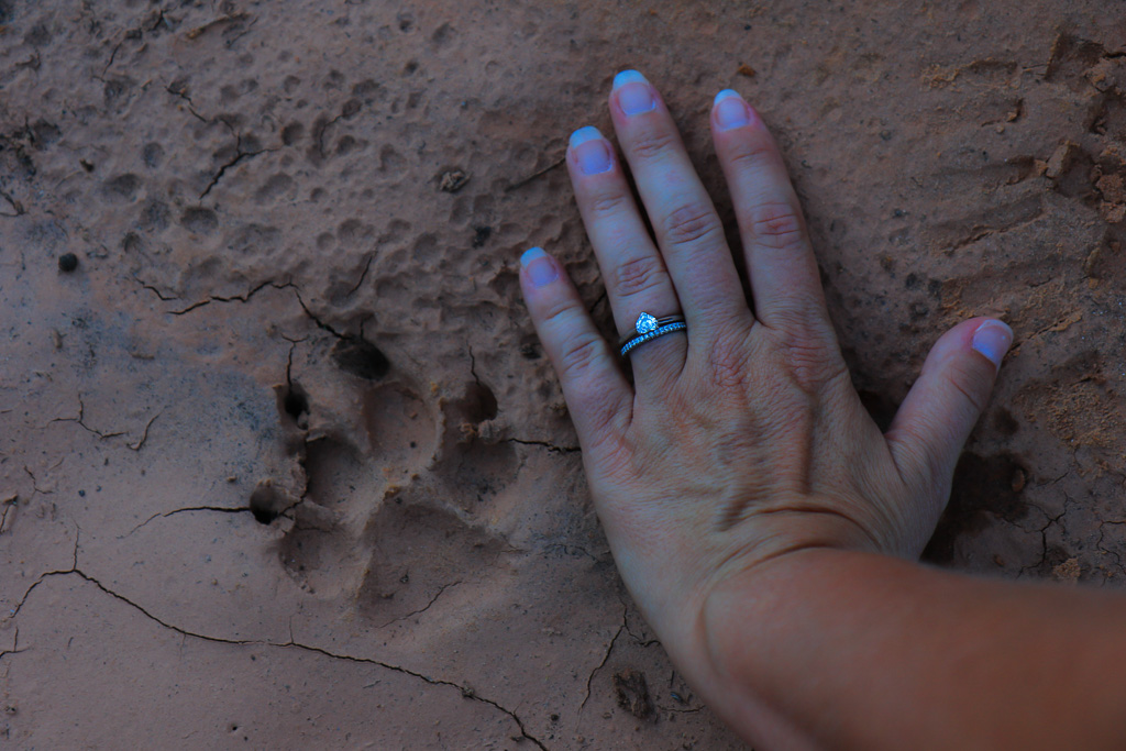 We're not the only ones on this trail! - South Fork of Mule Canyon