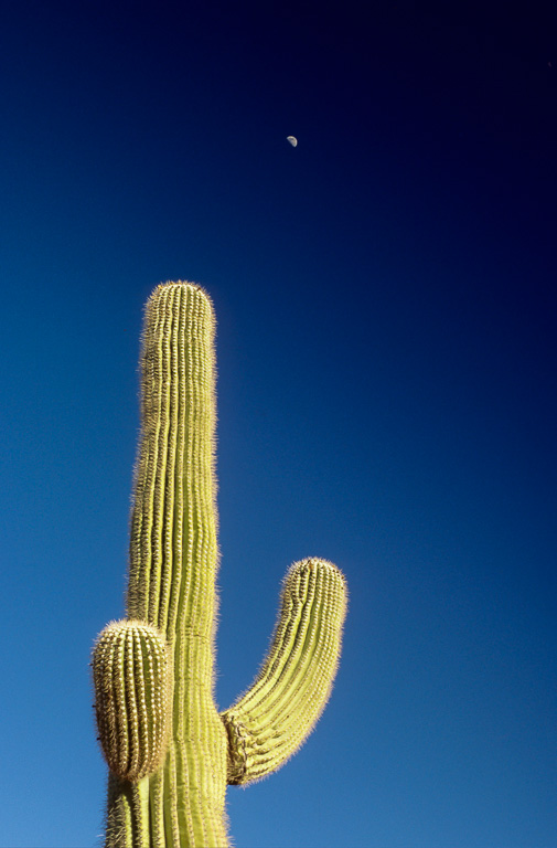 Cactus Moon