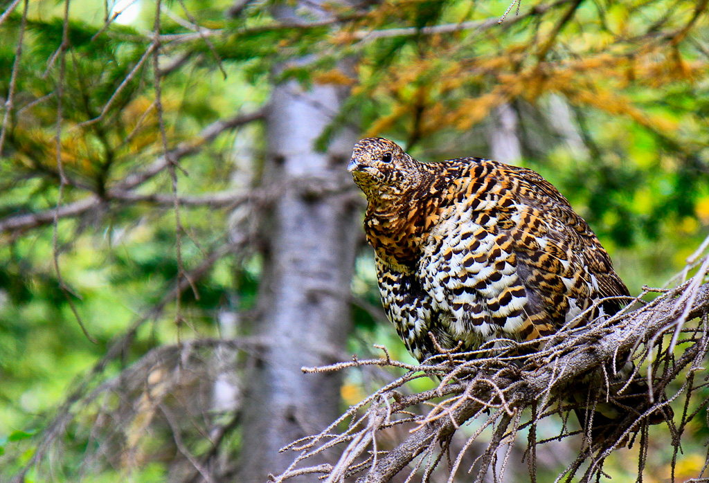 Ptarmigan - Iceberg Lake