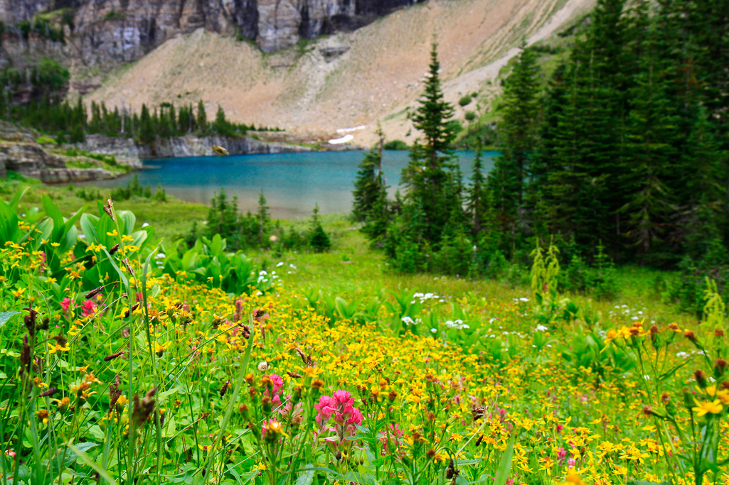 Wildflowers - Iceberg Lake
