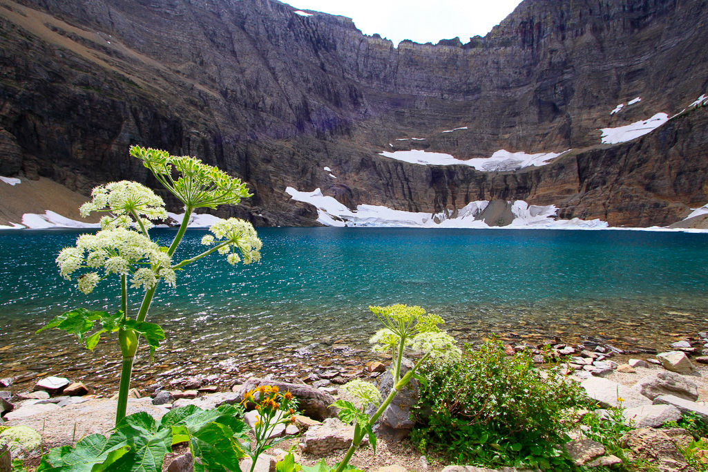 Flowers on the shore - Iceberg Lake