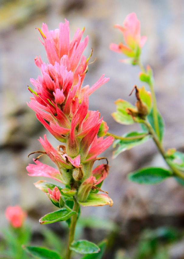 Indian paintbrush - Iceberg Lake